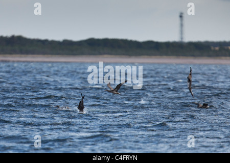 Cinque capretti sule a Chanonry Point. Foto Stock