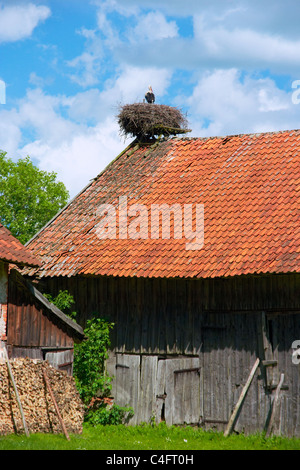 Cicogna nel nido situato su un tetto in villaggio Zywkowo, Polonia Foto Stock