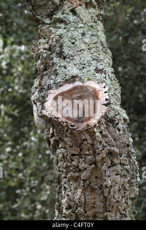 Quercia da sughero (Quercus suber) nel nord-est della Spagna Foto Stock