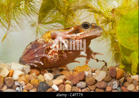 Una Rana comune ( Rana temporaria ) a nuotare in un acquario nel Regno Unito Foto Stock