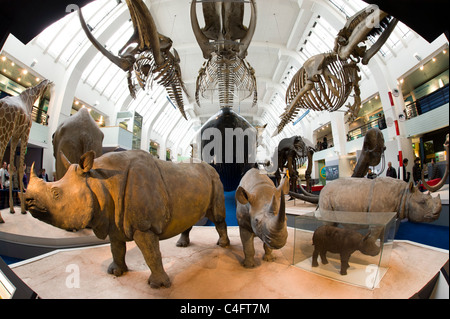 La vita dei modelli a grandezza naturale di mammiferi nel Museo di Storia Naturale di Londra, Regno Unito Foto Stock