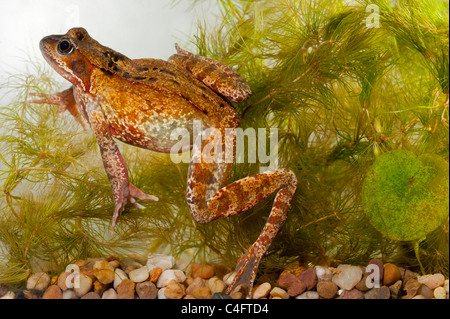 Una Rana comune ( Rana temporaria ) a nuotare in un acquario nel Regno Unito Foto Stock