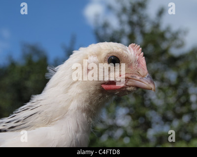 In prossimità della testa di un giovane luce Sussex pollo. Regno Unito Foto Stock