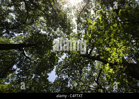 Alberi di quercia - tettuccio Foto Stock