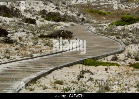 Il Boardwalk percorso attraverso le dune di sabbia a stato Asilomar Beach, Pacific Grove, penisola di Monterey in California Foto Stock