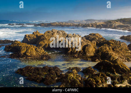 Rocce costiere e nebbia a stato Asilomar Beach, Pacific Grove, penisola di Monterey in California Foto Stock