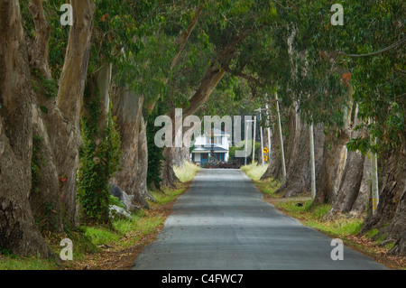 Mitragliatrice uomo scheletro statua che si trova nella parte anteriore del farm house alla fine del viale alberato strada di campagna, vicino a Pescadero, California Foto Stock