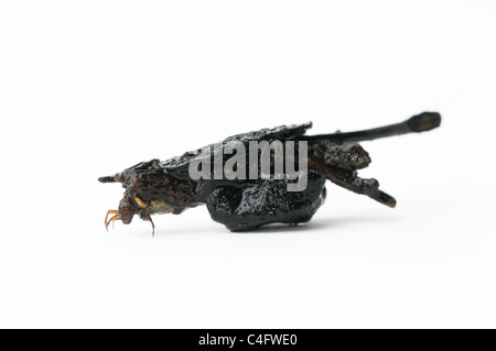 Caddisfly larva Foto Stock