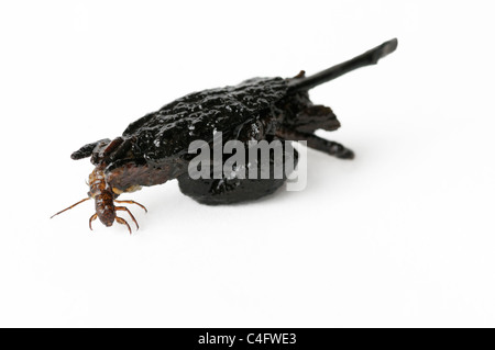 Caddisfly larva Foto Stock