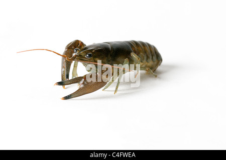 Cambarid gamberi di fiume Foto Stock