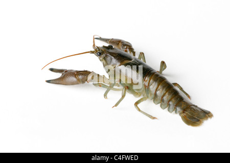 Cambarid gamberi di fiume Foto Stock