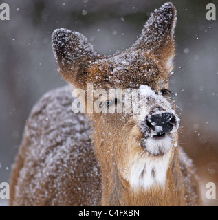 Whitetailed fawn culbianco cervo con neve sulla faccia in caduta di neve rendendo divertente volto Foto Stock