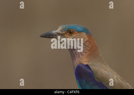 Rullo indiano (Coracias benghalensis), noto anche come Blue Jay, ritratto dal Parco Nazionale di Kanha, Madhya Pradesh, India Foto Stock