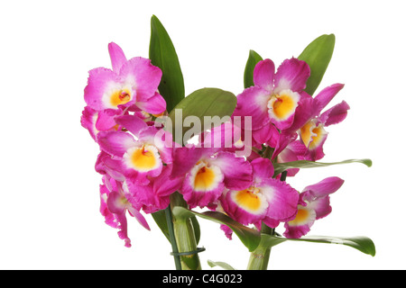 Dendrobium nobile fiori di orchidea isolata contro bianco Foto Stock