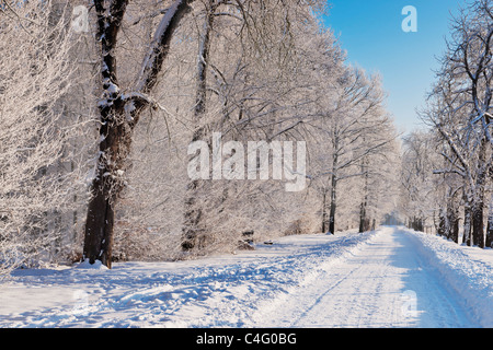 Ein Waldweg im inverno | una pista forestale in inverno Foto Stock