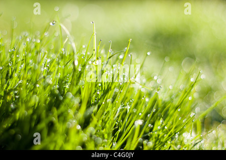 Erba fresca con gocce di rugiada Foto Stock