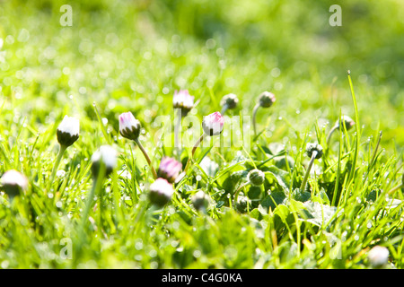 Erba fresca con gocce di rugiada Foto Stock