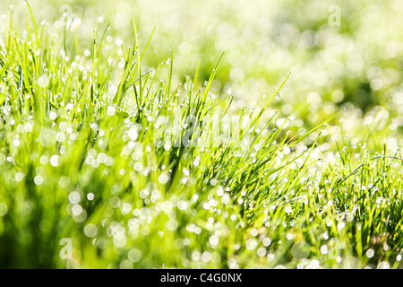 Erba fresca con gocce di rugiada Foto Stock