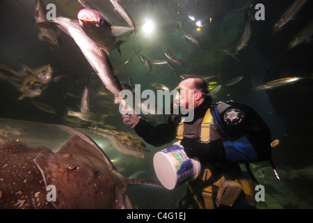 Un subacqueo alimenta il pesce in acquario al Deep Sea World, Scozia acquario nazionale. Foto Stock