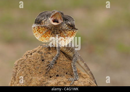 Frilled Lizard Chlamydosaurus kingii Dsplaying fotografato nel Queensland, Australia Foto Stock