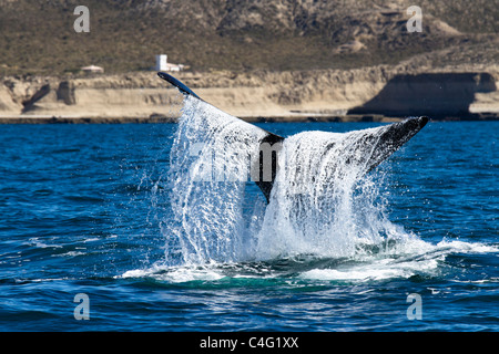 Cavorting Southern Right Whale, Penisola di Valdes, Patagonia Argentina Foto Stock