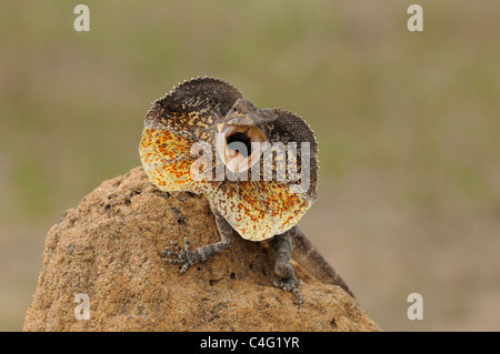 Frilled Lizard Chlamydosaurus kingii Dsplaying fotografato nel Queensland, Australia Foto Stock