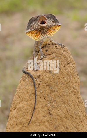 Frilled Lizard Chlamydosaurus kingii Dsplaying fotografato nel Queensland, Australia Foto Stock