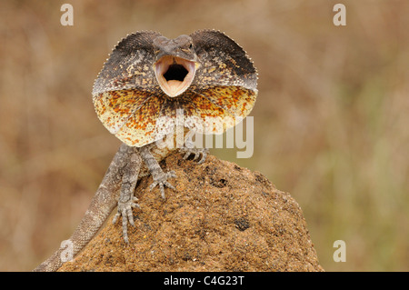 Frilled Lizard Chlamydosaurus kingii Dsplaying fotografato nel Queensland, Australia Foto Stock