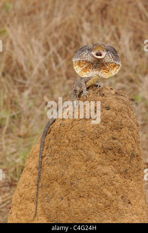 Frilled Lizard Chlamydosaurus kingii minaccia visualizzare fotografato in North Queensland, Australia Foto Stock