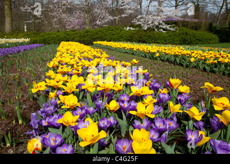 Giardini Keukenhof Lisse, Paesi Bassi Foto Stock