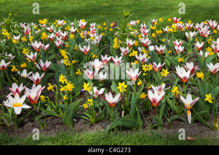 I narcisi e tulipani Foto Stock