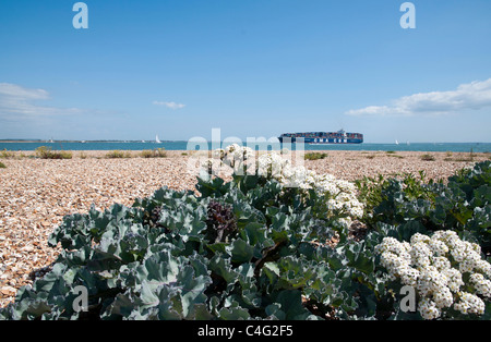 Cavolo riccio di mare Crambe maritima Foto Stock