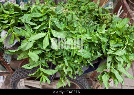 Di menta fresca per la vendita, la Medina di Fez, Marocco Foto Stock