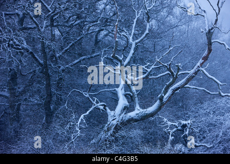 Neve sugli alberi a Castello di Cadbury, Somerset, Inghilterra Foto Stock