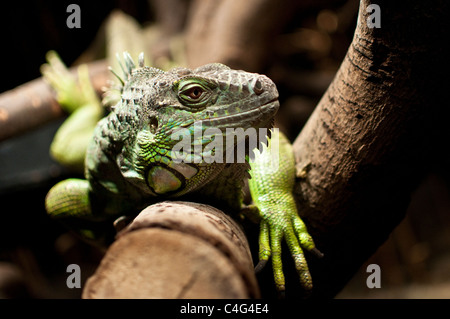 Iguana su una derivazione II Foto Stock