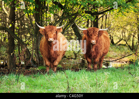 Due Highland Cattles Foto Stock