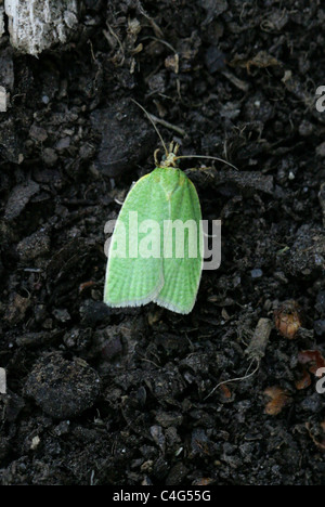 Quercia verde Tortrix Micro-moth, Tortrix viridana, Tortricinae, Tortricidae, Lepidotteri. Aka Quercia europea A foglia falena a rullo. Foto Stock