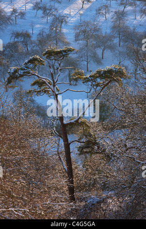 Neve sugli alberi a Castello di Cadbury, Somerset, Inghilterra Foto Stock