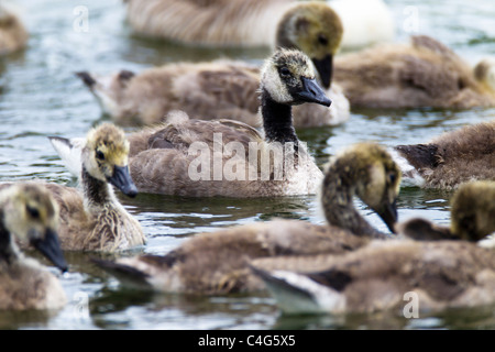 Grigio Oca Lag Ariser anser (Anatidi) oche giovani Foto Stock