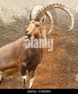 Ritratto di capra selvatica poste sul lato di una scogliera presso lo Zoo di Los Angeles in Los Angeles, California, Stati Uniti d'America Foto Stock