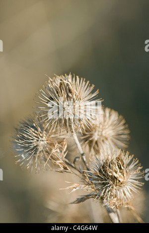 Maggiore, Bardana Arctium lappa, capsule di semi Foto Stock