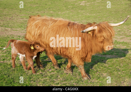 Highland bestiame bovino e vitello su prato Foto Stock