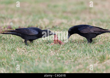 Carrion Crow (Corvus corone), due sul campo, l'alimentazione di carogne, Bassa Sassonia, Germania Foto Stock