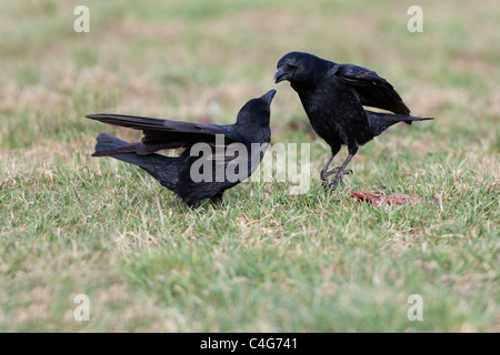 Carrion Crow (Corvus corone), due sul prato in lotta per il cibo, Bassa Sassonia, Germania Foto Stock