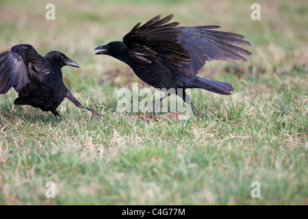 Carrion Crow (Corvus corone), due sul prato in lotta per il cibo, Bassa Sassonia, Germania Foto Stock