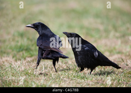 Carrion Crow (Corvus corone), due sul prato che mostra il comportamento di corteggiamento, Bassa Sassonia, Germania Foto Stock