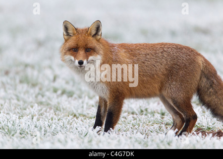 Unione Fox il gelo campo coperto in inverno, Bassa Sassonia, Germania Foto Stock