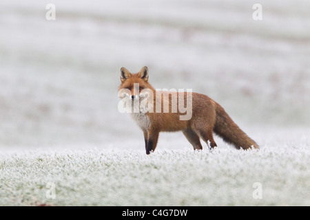 Unione Fox il gelo campo coperto in inverno, Bassa Sassonia, Germania Foto Stock