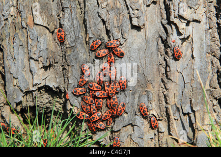 Firebugs / Pyrrhocoris apterus Foto Stock