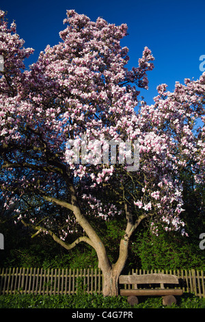 Albero di Magnolia (Magnolia soulangiana), fioritura in primavera, Bassa Sassonia, Germania Foto Stock